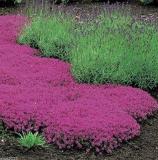 Creeping Thyme Seeds, Pink Color