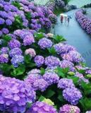 Hydrangea Seeds, Purple