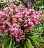Chinese Cymbidium Orchid Flower Seeds (150 Seeds)