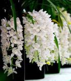 Chinese Cymbidium Orchid Flower Seeds (150 Seeds)