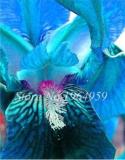Rare Iris Flower Seeds, Blue Colorful Flowers