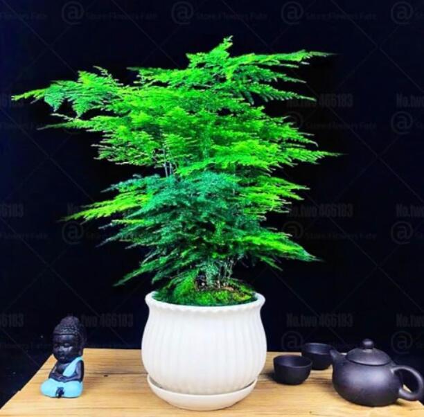 Asparagus fern Seeds