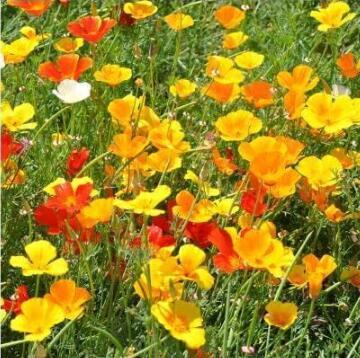 California Poppy Eschscholtzia Californica Flowers, Mixed