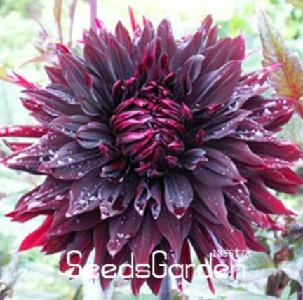 Rare Black with Red Dahlia Seeds