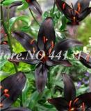 Rare Black Lily Flower Seeds