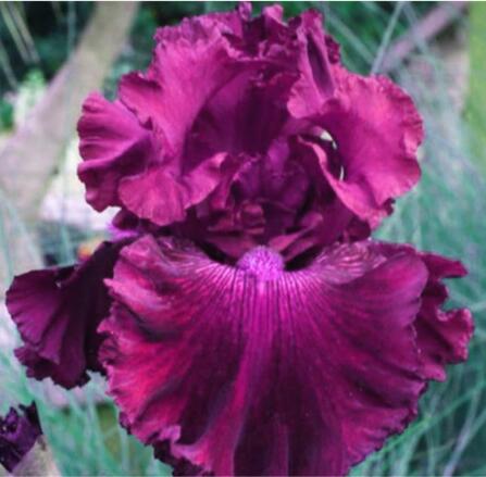 Bearded Iris Flower Seeds, Redish Purple Double Flowers