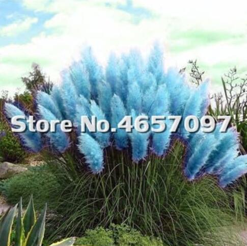 Pampas garss Seeds, Light Blue