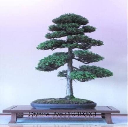 Juniper Seeds