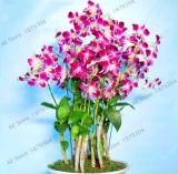 Dendrobium Orchid Flowers, Rose Red and White Colors