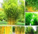Bamboo Seeds Phyllostachys Aureosulcata