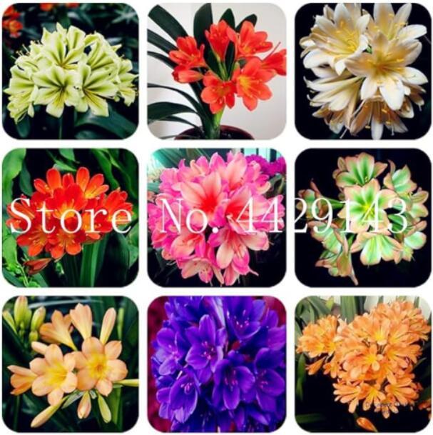 Clivia Seeds, Mixed 9 Types
