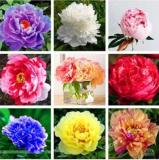 Peony Mixed Seeds