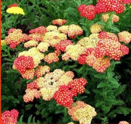 Yarrow Flower Seeds