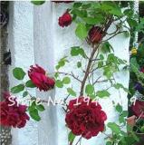Climbing Roses Flower Seeds, Dark Red Double Flowers
