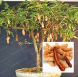 Tamarind Tree Seeds