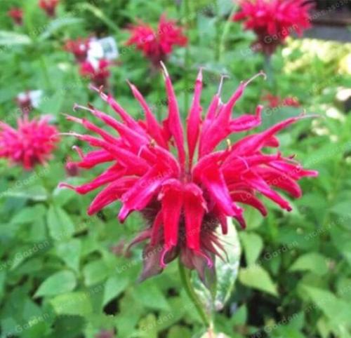 Monarda didyma Seed United States Mint Seeds