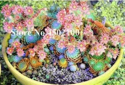 Mixed Living Stone Seeds, 100 Seeds