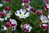 Night Blooming Phlox Seeds