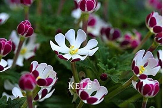 Night Blooming Phlox Seeds
