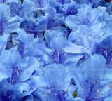 Sims Azalea Rhododendron Seeds, Light Blue