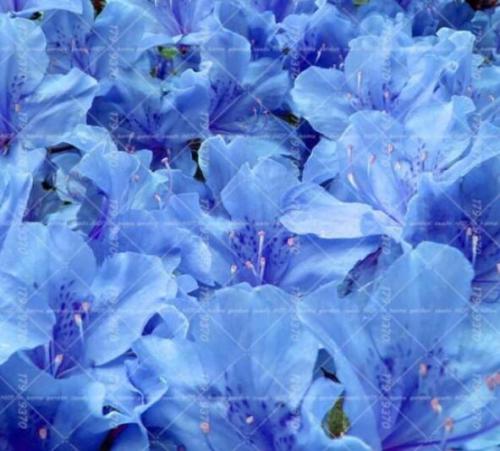 Sims Azalea Rhododendron Seeds, Light Blue