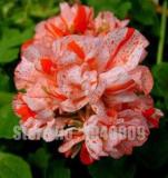 Geranium Seeds, Rose Red & Whitish Pink with Spots