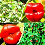 Psychotria Elata Flower of Lips Seeds