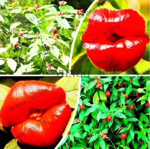 Psychotria Elata Flower of Lips Seeds