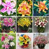 Hybrid Daylily Flowers Seeds, Mixed