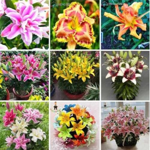 Hybrid Daylily Flowers Seeds, Mixed