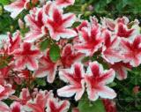 Azalea Rhododendron simsii Seeds, 10 Seeds