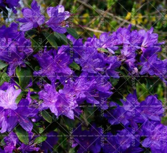 Azalea Rhododendron simsii Seeds, 10 Seeds