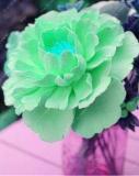 Peony Seeds, Light Green Double Flowers