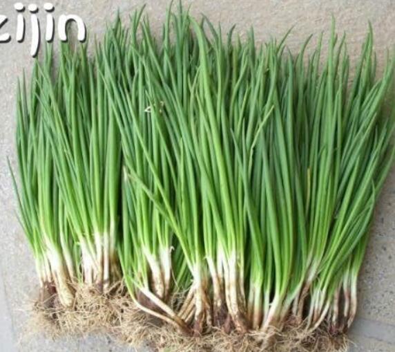 Small Green Onion Seed Organic Heirloom Seeds