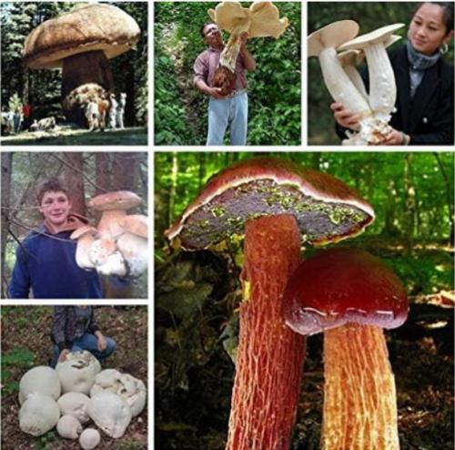 Gaint Mushrooms Seeds