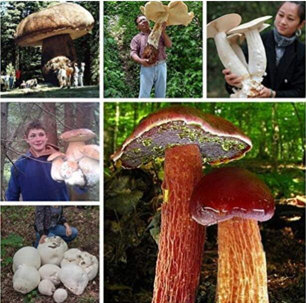 Gaint Mushrooms Seeds