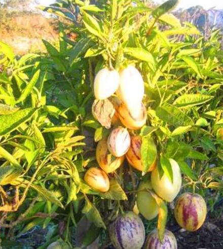 Melon Tree Seeds, Pepino Plant