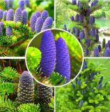 Abies Seeds, Korean Fir