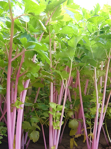 Pink Celery Seeds