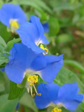 Asiatic Dayflower Seeds