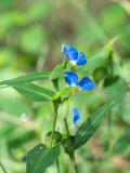 Asiatic Dayflower Seeds