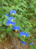 Asiatic Dayflower Seeds