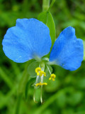 Asiatic Dayflower Seeds