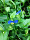 Asiatic Dayflower Seeds