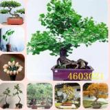 Large Gold Ginkgo Biloba Seeds