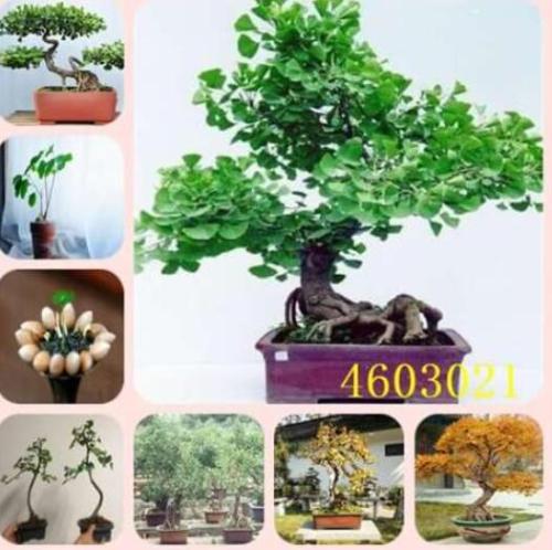 Large Gold Ginkgo Biloba Seeds