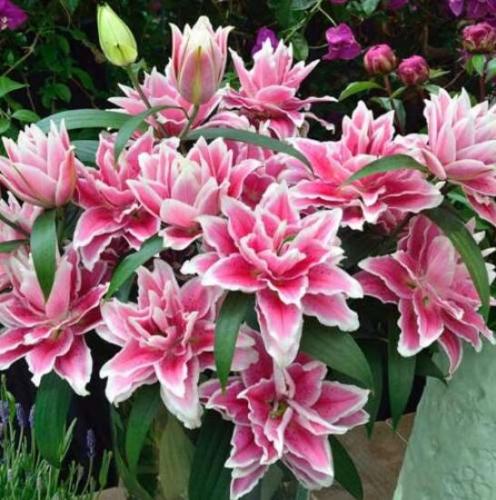 Hybrid Daylily Flowers Seeds