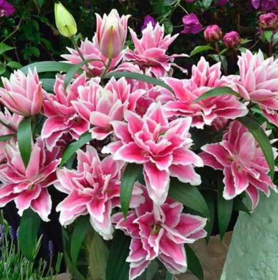 Hybrid Daylily Flowers Seeds