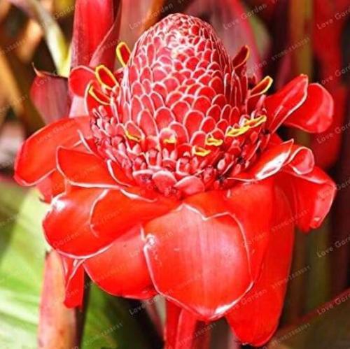 Etlingera Elatior Flower Seeds, Fire Red Flowers