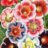 Climbing Gloxinia Flower Seeds, Rainbow Colorful Flowers
